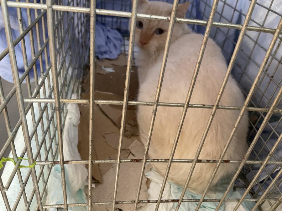 Cat in trap at clinic