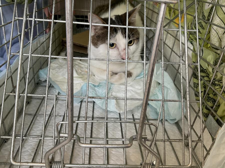 Cat in carrier at clinic