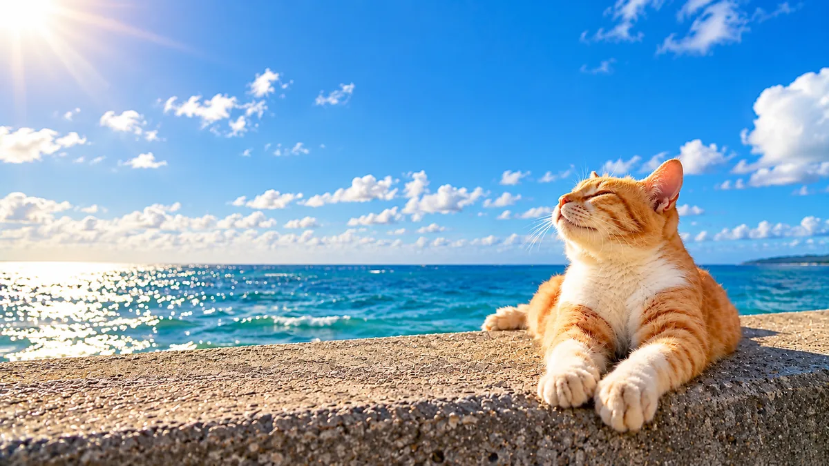 海辺で日向ぼっこをする猫