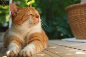 日なたでくつろぐ猫