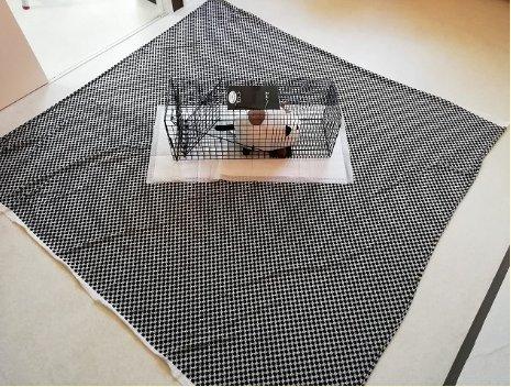 Trap wrapped in cloth